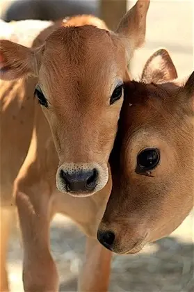 raw-colostrum-benefits-jersey-calves.webp