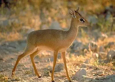 damara_dik-dik.webp