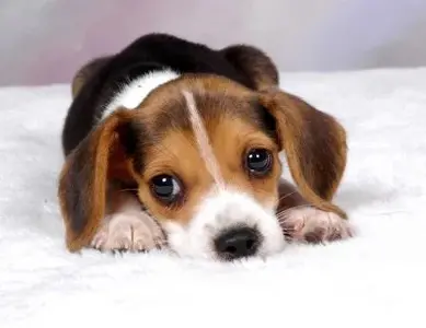 219215_beautiful_beagle_puppies_photo_1_img.webp