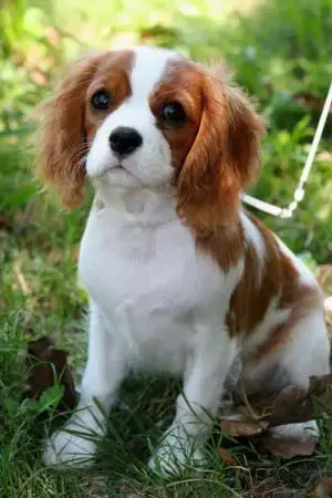 cavalier_king_charles_spaniel-13617.webp