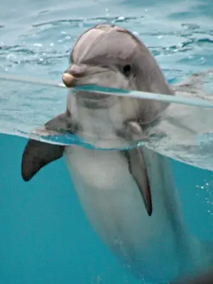 Dolphin-m.webp