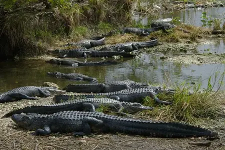 04032701PD_alligators.webp