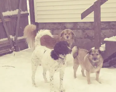 dogsnowday 011.webp