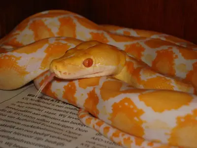 Albino Reticulated Python.webp