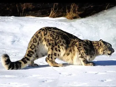 Snow Leopard Hunting.webp