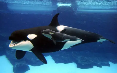 Orca Wallpapers.webp