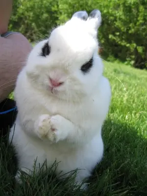 4tzr189-PureEvilBunny001.webp