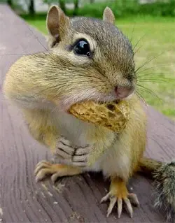 Eastern-Chipmunk on picsdigger.webp