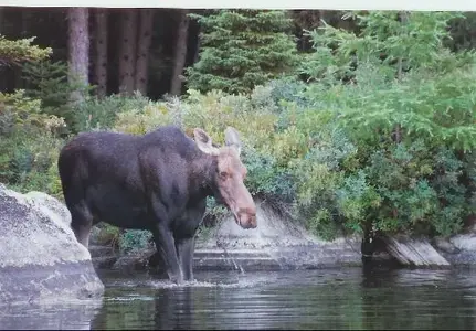 moose_in_Baxter_State_Park-Maine.webp