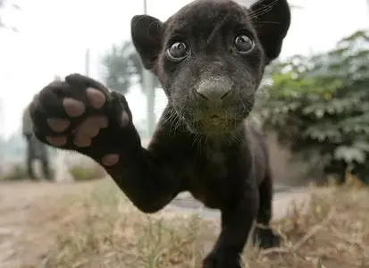 black-baby-jaguar_preview.webp