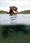 bear sitting in stream eating salmon.jpg