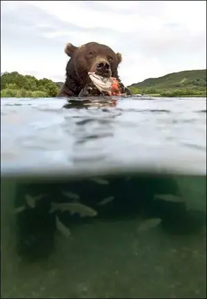 bear sitting in stream eating salmon.webp