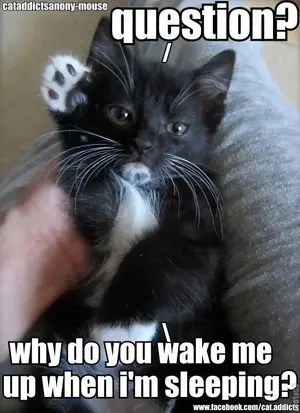 black and white kitten.webp