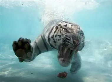 bengal tiger diving for meat.webp