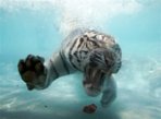 bengal tiger diving for meat.jpg