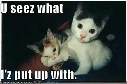lolcats.webp