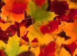 Fall.webp