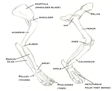 AnatomyBigCat15.webp