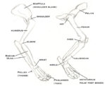 AnatomyBigCat15.jpg