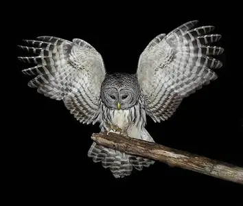 87846-animal-lovers-barred-owl_zpsf02a1dc7.webp