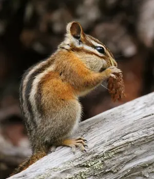 chipmunk.webp