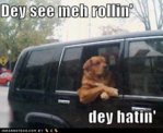 76dd6_funny-dog-pictures-rich-dog-has-haters1.jpg