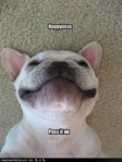 funny-dog-pictures-dog-wants-you-to-pass-on-his-happiness.jpg