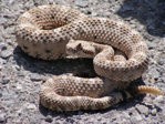 220px-Crotalus_cerastes_mesquite_springs_CA-2.JPG