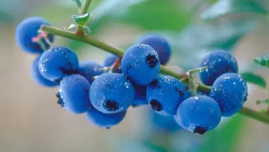 Growing-blueberries-pictureshunt.com_.webp