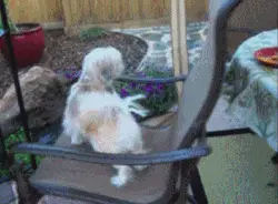 giphy-tumblr.webp