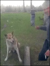 giphy (35).webp