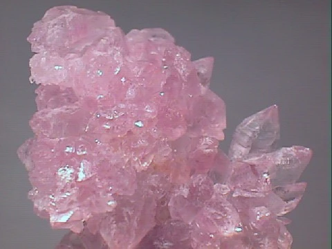 rose_qua.webp