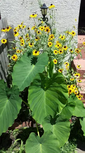 20170621_142059.webp