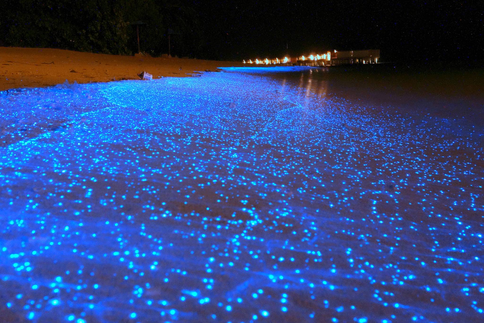 bioluminescence 1.jpg