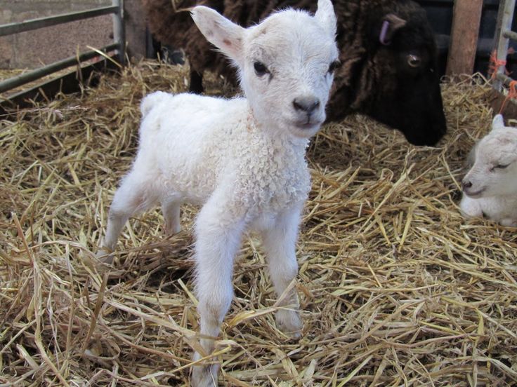 newborn-baby-lamb-sheep-farm-animals-pictures-pics.jpg