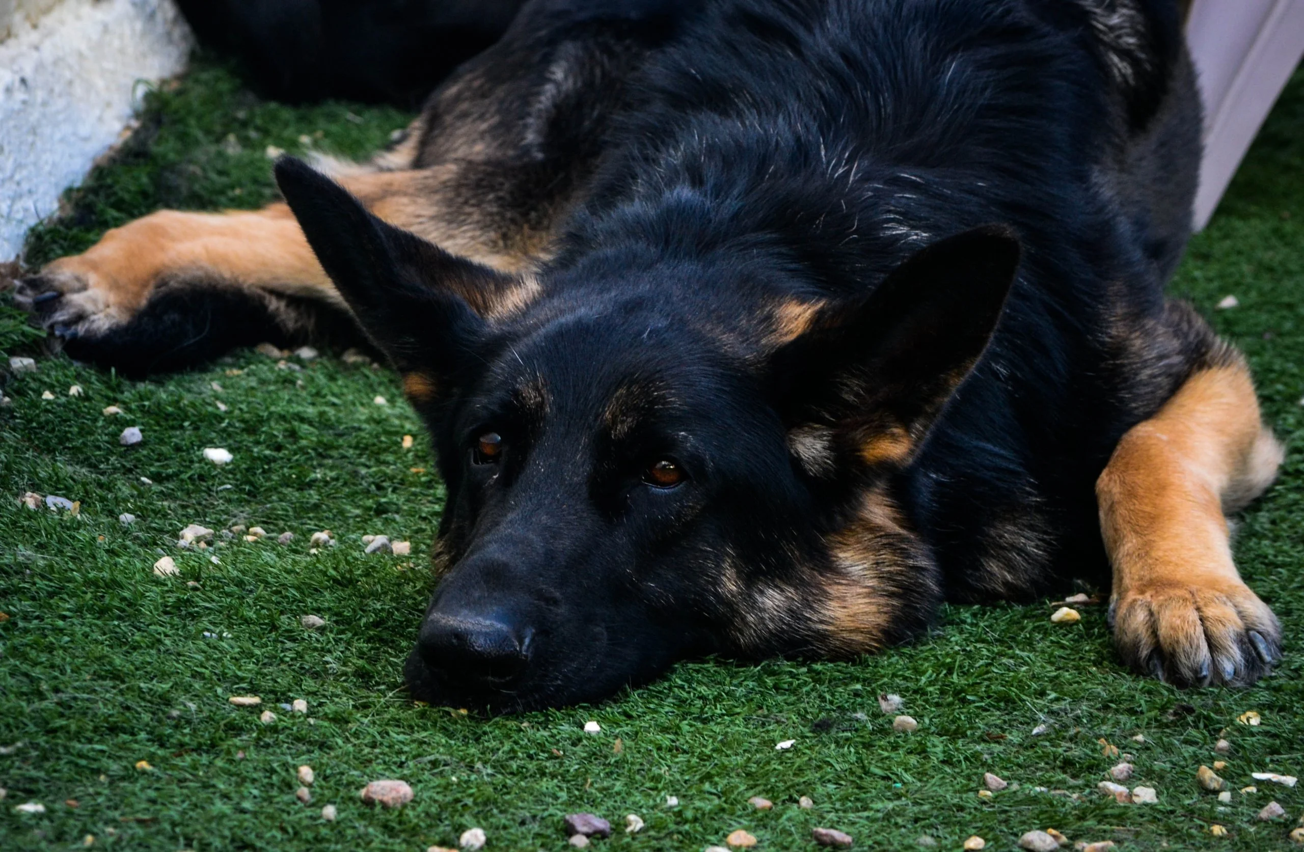 DSC_0015 (5).webp