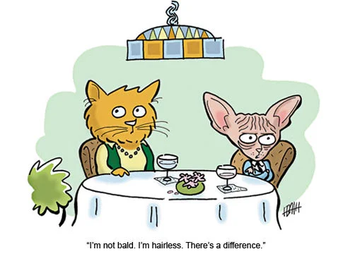 cat-cartoons-10-af.webp