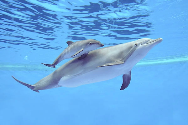 Dolphintopart.webp