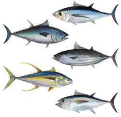 upload_2017-9-9_12-26-30.webp