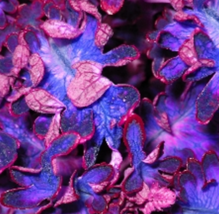 purple leaf background.png purple leaf background.png