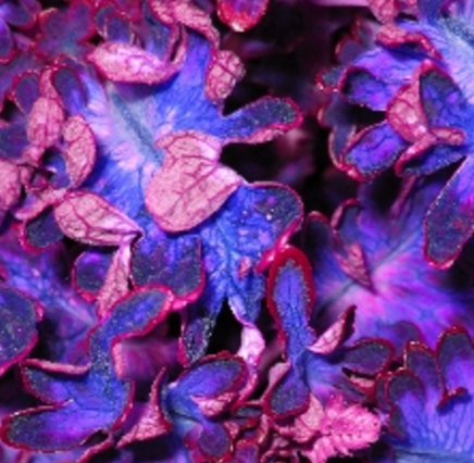 purple leaf background.png