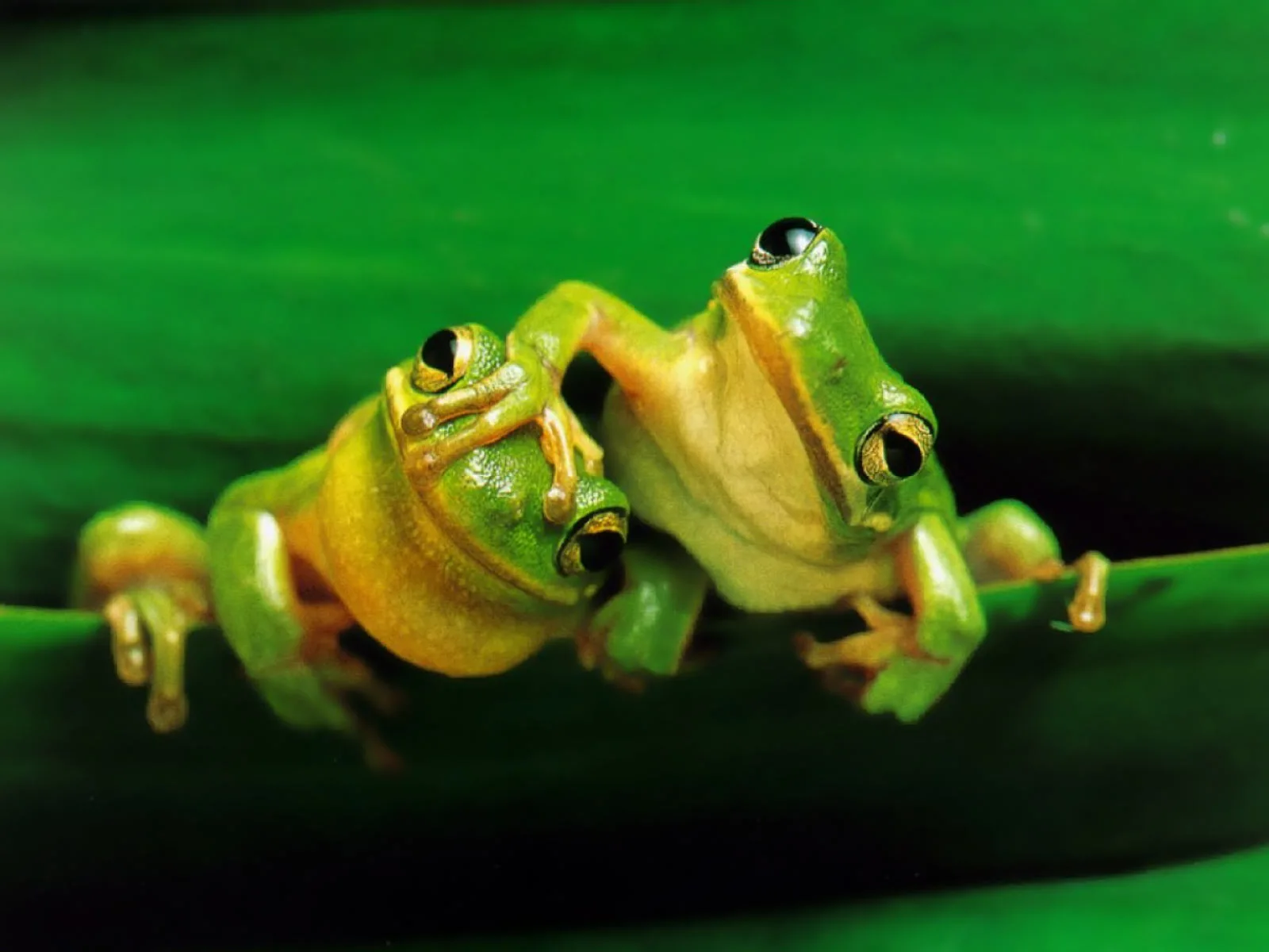Frogs.webp