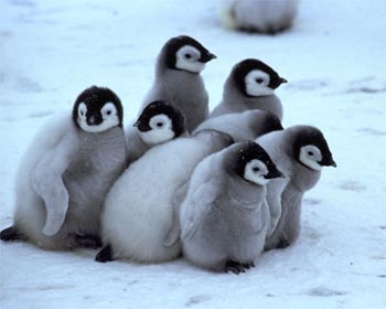 Baby penguins.jpg