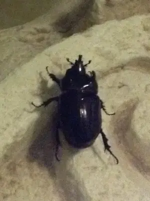 image.webp