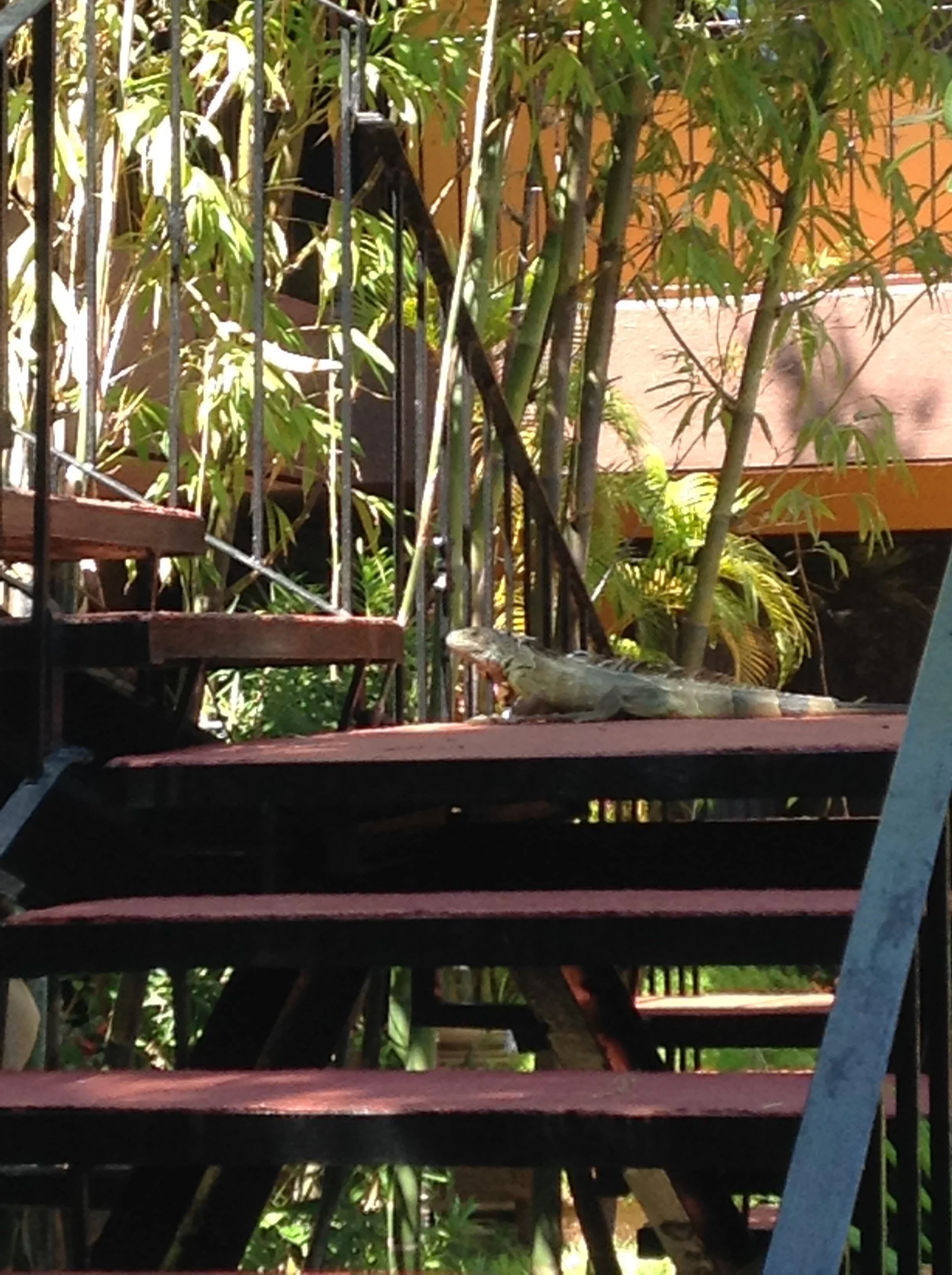 image.webp
