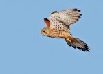 Kestrel Farlington Marshes brighter edit.JPG