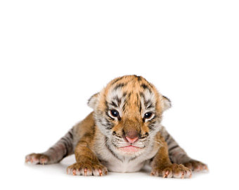 baby tiger.jpg