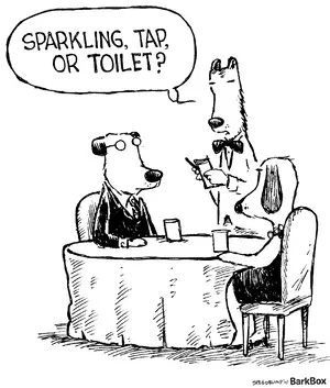 bark.webp