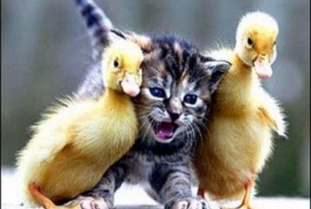 cute-kitten-being-squized-by-baby-ducks-445x299.jpg