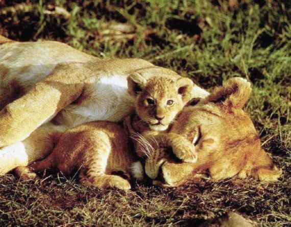 lion cub.jpg